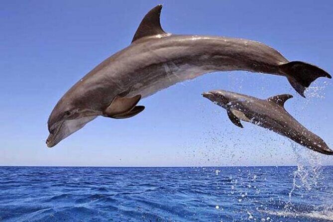 Swimming With Dolphin in SeaTrip adventure with Lunch in Hurghada - FAQs About the SeaTrip Dolphin Adventure in Hurghada