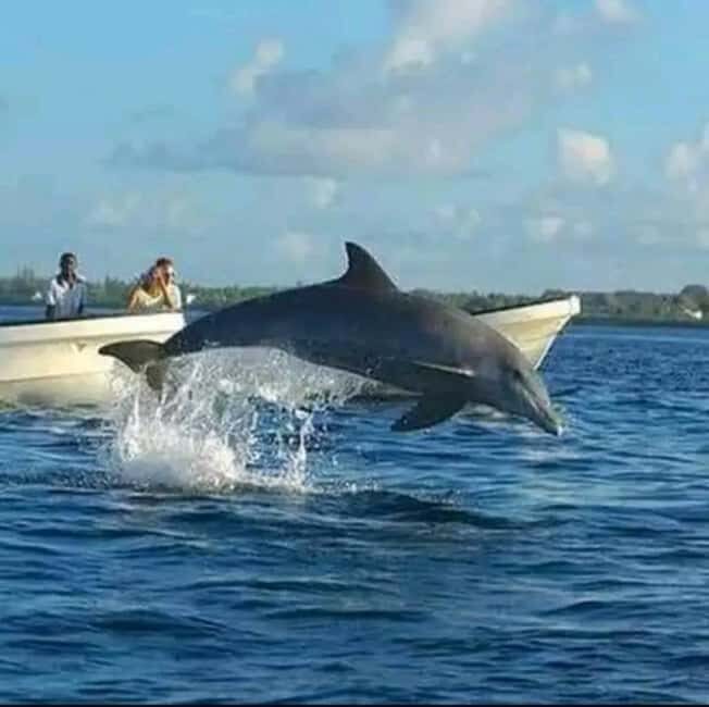 Swimming with dolphins and snorkeling mnemba island - A Closer Look at the Experience