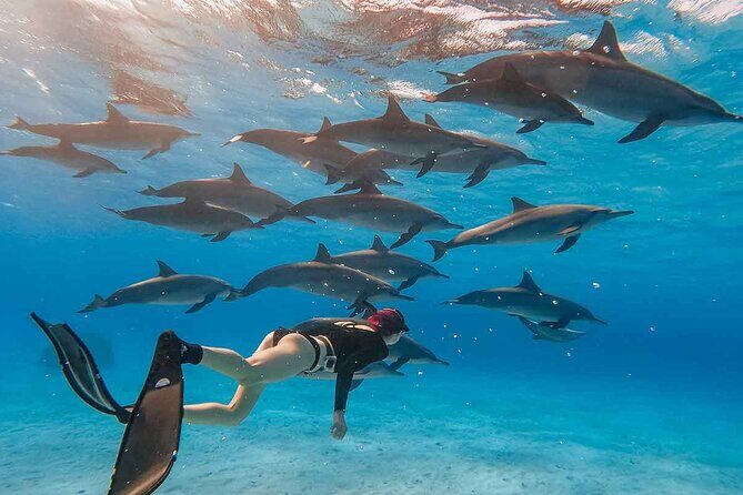 Swimming with Dolphins by Private Speed Boat - Hurghada - Summary