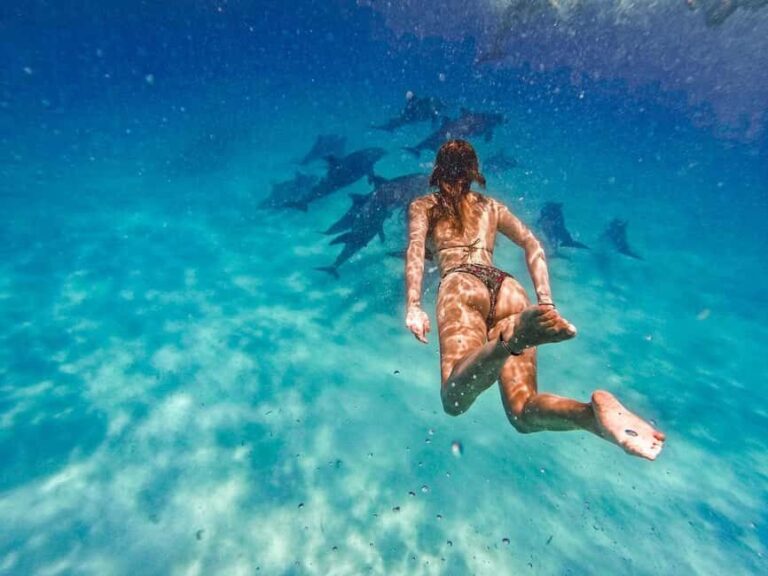Swimming with dolphins in kizimkazi - What to Expect on the Day