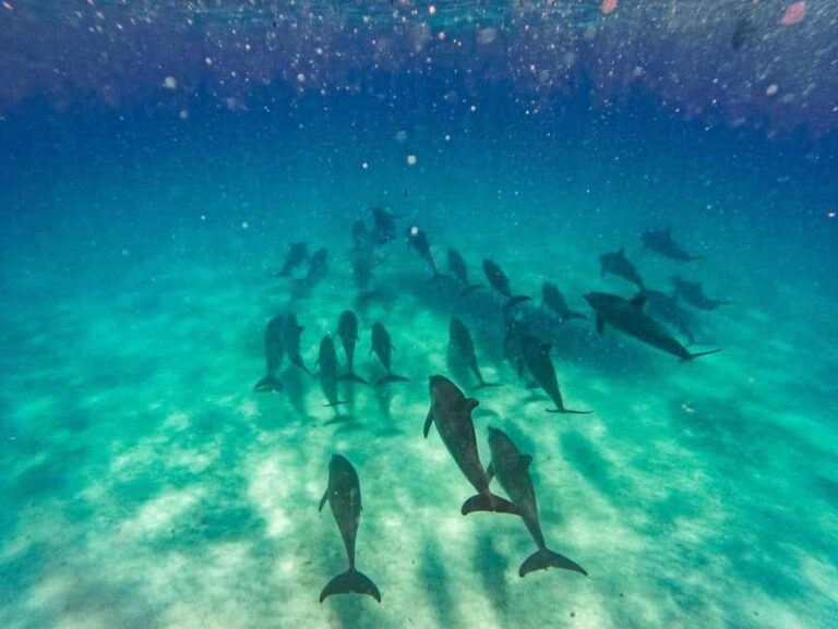 Swimming with dolphins in kizimkazi +snorkeling - Why This Tour Offers Great Value