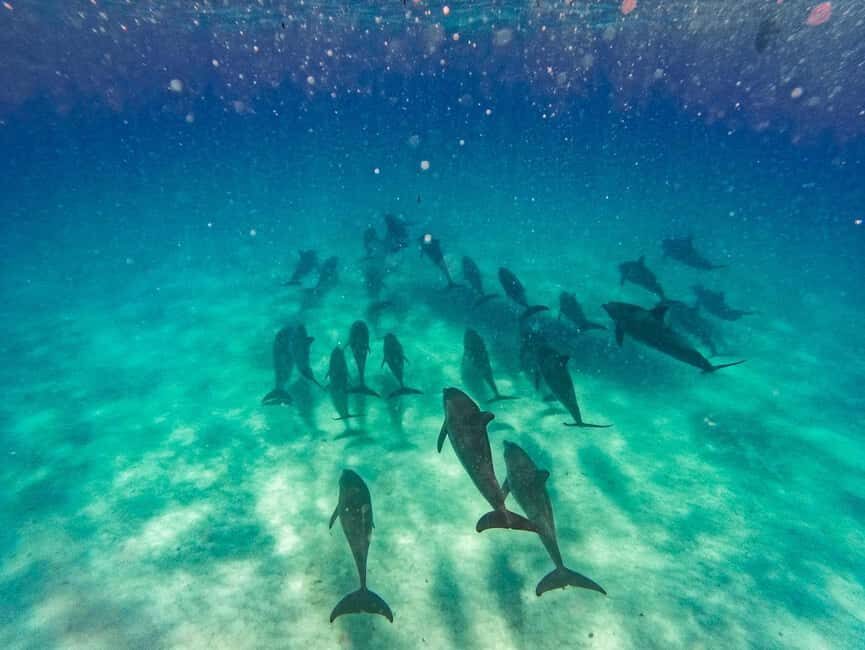 Swimming with dolphins in kizimkazi +snorkeling - Why This Tour Offers Great Value
