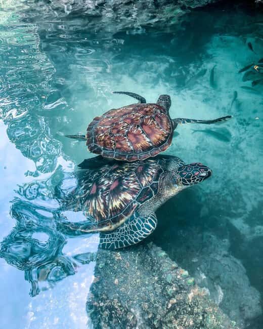 Swimming with sea turtles in salaam cave - Itinerary Breakdown: What to Expect