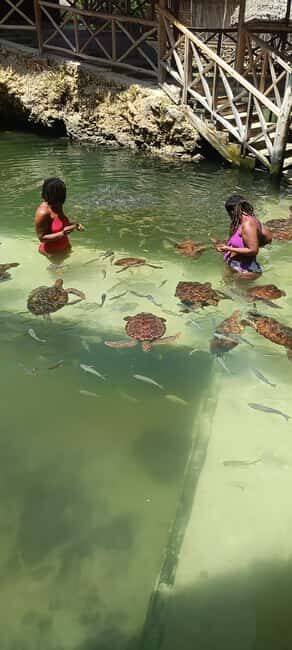 Swimming with tirltes at The Lagoons Zanzibar in Nungwi - The Itinerary: What to Expect