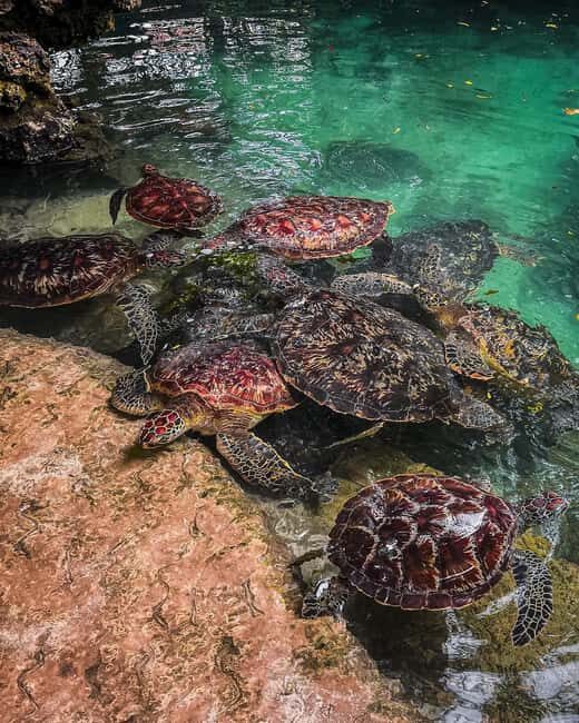 SWIMMING WITH TURLTLES AT BARAKA AQUARIUM - An In-Depth Look at Swimming with Turtles at Baraka Aquarium