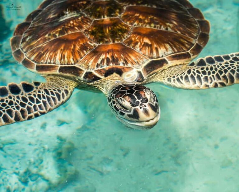 SWIMMING WITH TURTLES AT SALAAM CAVE AT KIZIMKAZI ZANZIBAR - What to Expect from the Salaam Cave Turtle Tour