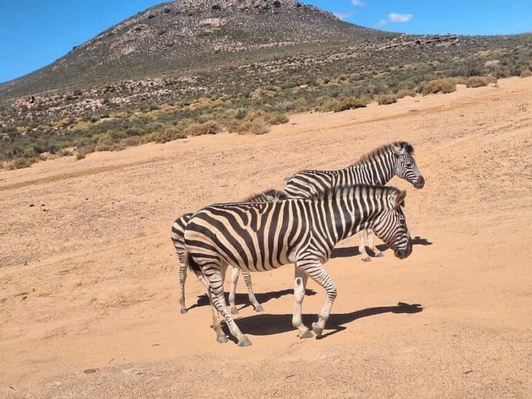Table Mountain and Aquilla Game Reserve Sunset Safari - Practical Details: What to Know Before Booking