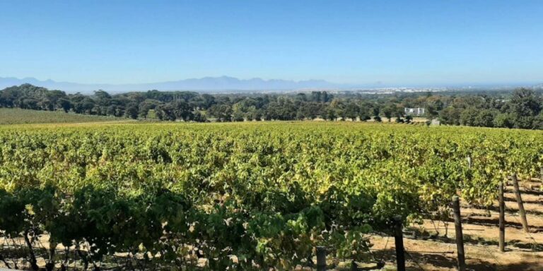 Table Mountain and Stellenbosch Wine tasting tour - Who Will Enjoy This Tour Most?