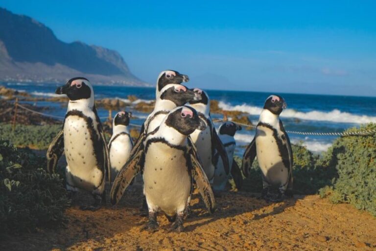 Table Mountain, Cape Of Good Hope, Penguins, Full Day Tour - Overall Value and Practical Considerations