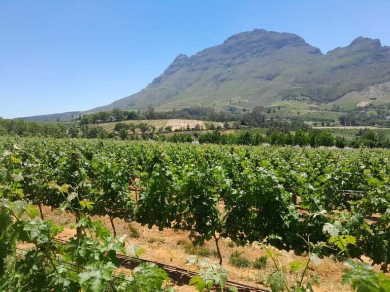 Table Mountain, Cape Point, Penguin Groot Constantia P Tour - Practical Perspectives: What to Expect