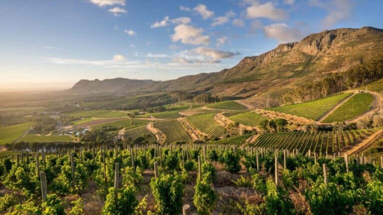 Table Mountain & Constantia Wine Tasting Full Day Tour - Exploring the Historic Constantia Winelands