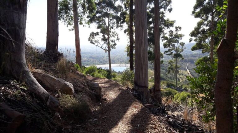 Table Mountain: Mountain Biking to Constantia Wine Estate - Key Points
