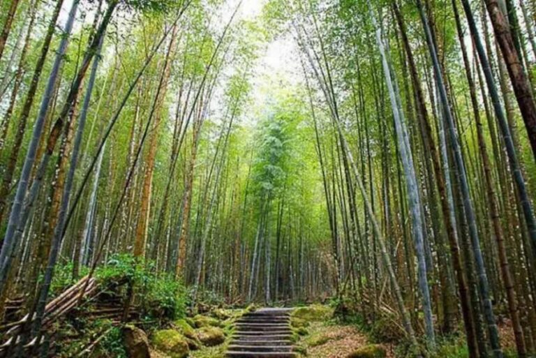 Taichung: Xitou Forest, Lukang, and Rainbow Village Tour - Practical Details and Value