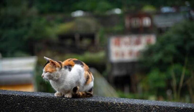 Taipei: Jiufen,Shifen & Houtong Cat Village Private Day Tour - What’s Included and What’s Not