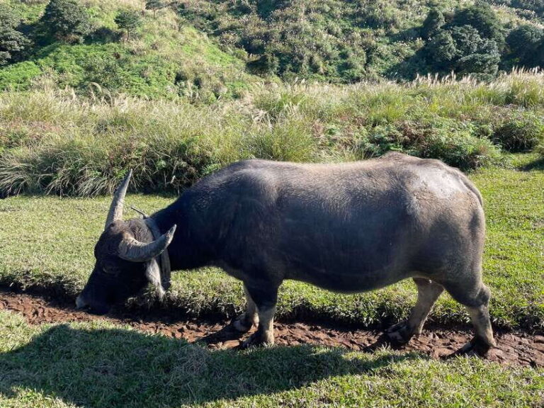 Taipei: Yanmingshan walking tour - Qingtiangang Grassland - A Detailed Breakdown of the Itinerary