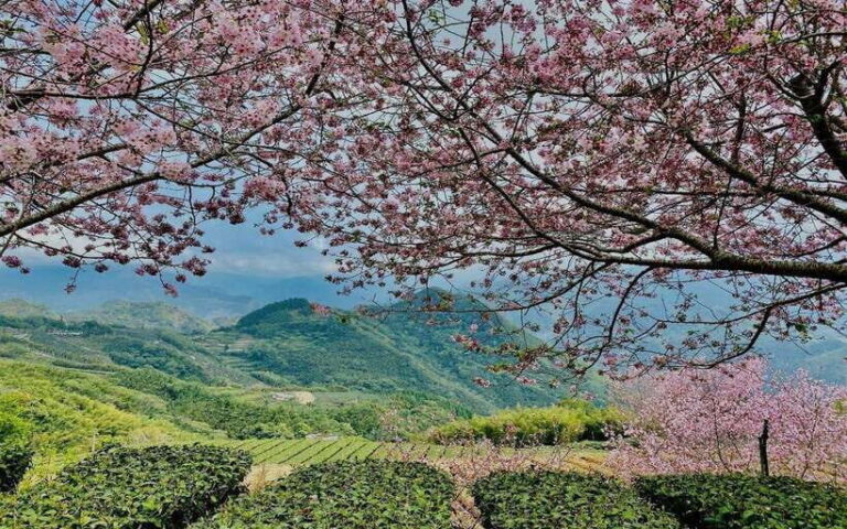 Taiwan: Alishan National Forest Recreation Area E-ticket - Who Will Love This Experience?