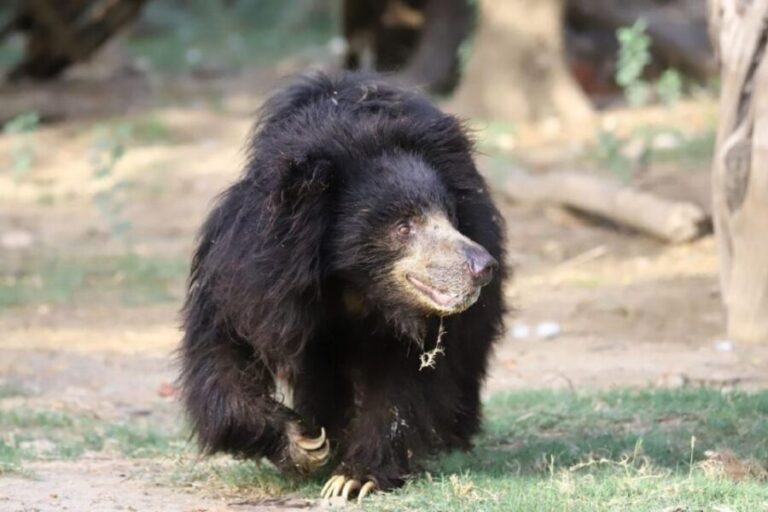 Taj Mahal Tour with Optional Wildlife Rescue Center Visit - Bear Rescue Centre