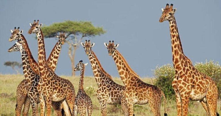 Tala Game Reserve Full Day Tour from Durban - Exploring Tala Private Game Reserve