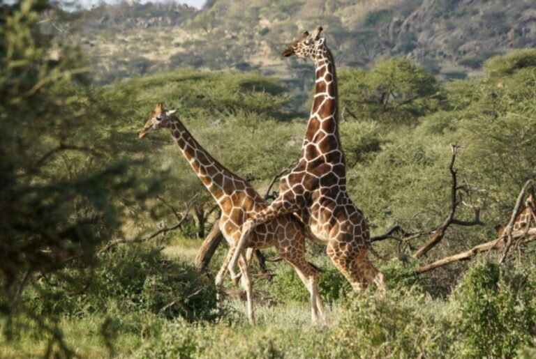 Tala Game Reserve & Natal Lion Park 1/2 Day Tour from Durban - What to Expect from the Tour