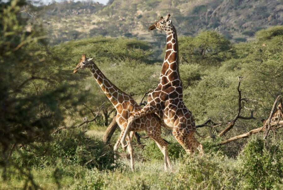 Tala Game Reserve & Natal Lion Park 1/2 Day Tour from Durban - What to Expect from the Tour