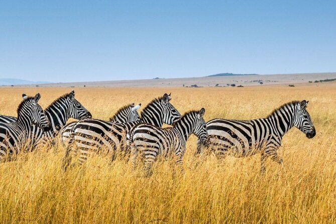 Tala Game Reserve, Phezulu Safari & Natal Lion Park Full Day Tour From Durban - Transportation, Timing, and Group Size