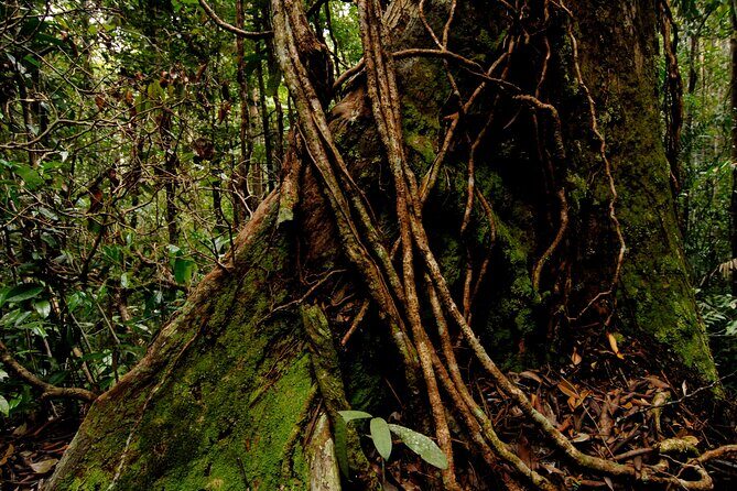 Taman Negara Day Trip from Kuala Lumpur with Lunch - The Sum Up