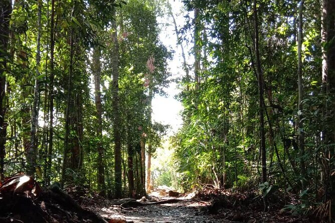 Taman Negara National Park Day Tour (SIC - Join In Tour) - Transportation and Group Dynamics