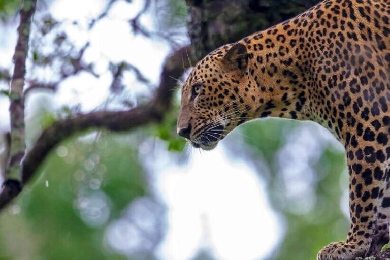 Tangalle/Hiriketiya: Yala National Park Safari in a 4x4 - Final Thoughts