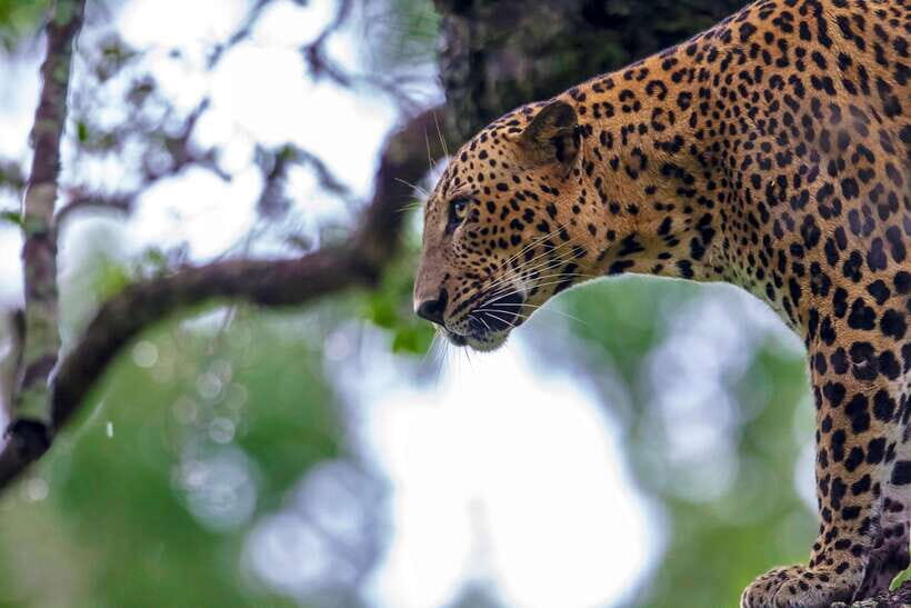 Tangalle/Hiriketiya: Yala National Park Safari in a 4x4 - Final Thoughts