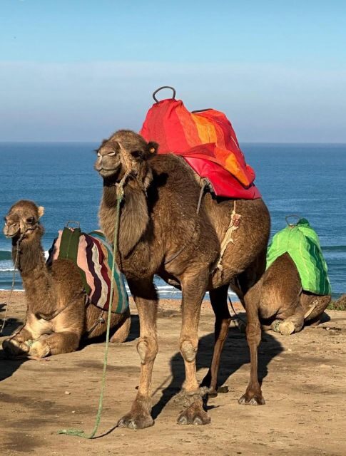 Tangier: Private Guided Walking Tour of the Tangier Medina - Why It Represents Good Value