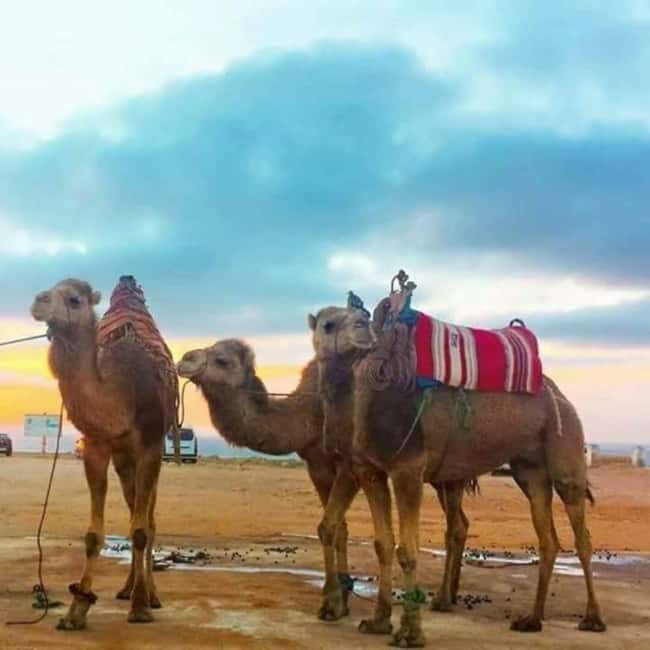 Tangier Sunset: Camel Ride, Hercules Caves. - What’s Included & What’s Not