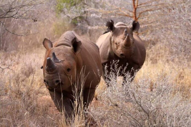 Tanzania: 10-Day Luxury Lodge Safari & Zanzibar Beaches - What Makes This Tour Stand Out?