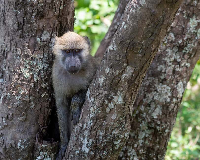 Tanzania: 10-Day Safari, Culture, and Zanzibar Tour - What the Tour Includes and What It Costs