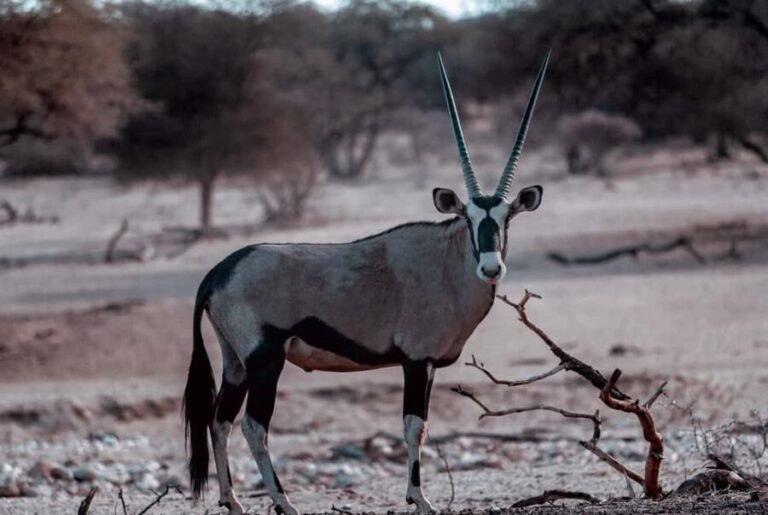 Tanzania: 2-Day Luxury Safari to Tarangire and Ngorongoro - Detailed Breakdown of the Itinerary