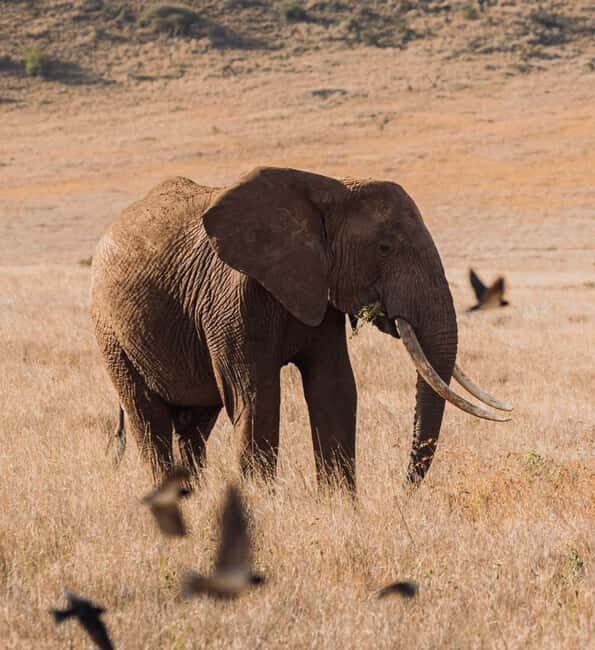 Tanzania: 2-Days Safari to Tarangire and Ngorongoro - Who Will Love This Tour?