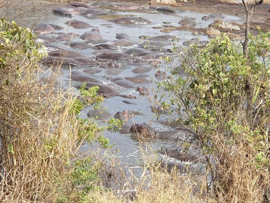 Tanzania: 3-Day Last-Minute Safari with Accommodation - Transportation and Group Size