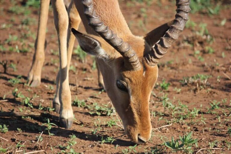 Tanzania: 3-Day Mid-Range Lodge Safari to Serengeti & - What’s Included and What’s Not