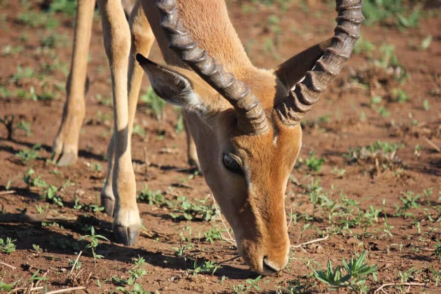 Tanzania: 3-Day Mid-Range Lodge Safari to Serengeti & - What’s Included and What’s Not