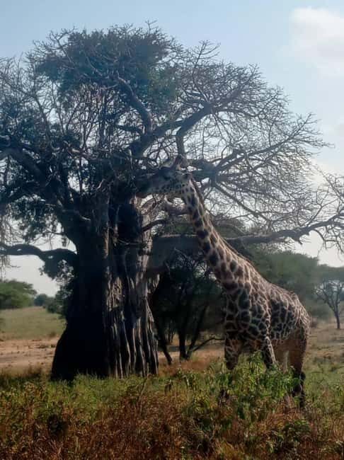 Tanzania: 4-Day Budget Safari to Tarangire and Serengeti - Starting Point: Arusha and Airport Transfers