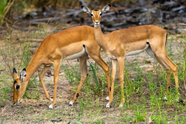 Tanzania: 4-Day Private Lodge Safari with Accommodation - What’s Included and What to Consider