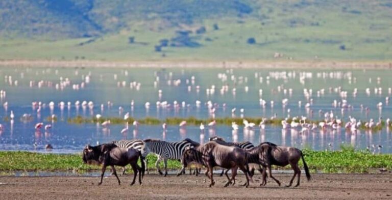 Tanzania: 4-Day Safari Nature in scenic view of Tanzania - Day Two: Descending into Ngorongoro Crater