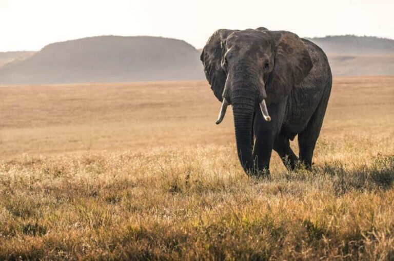 Tanzania: 4-Day Safari to Serengeti and Ngorongoro Crater - What Makes This Safari Stand Out?
