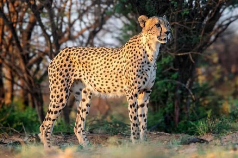 Tanzania: 5-Day Big Five Safari Adventure - Authentic experiences and traveler insights