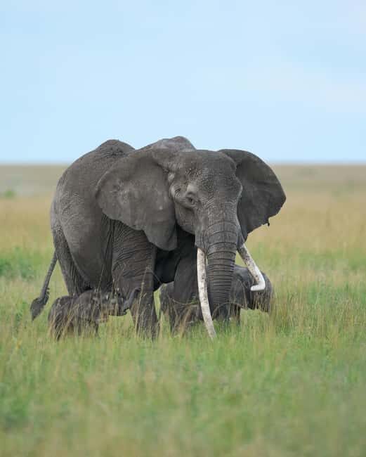 Tanzania: 5-Day Safari to Ngorongoro Crater and Serengeti - Who Should Consider This Safari?