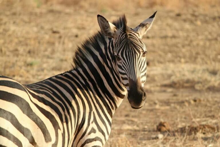 Tanzania: 5-Day Tarangire, Ndutu, and Ngorongoro Safari - The Itinerary Breakdown