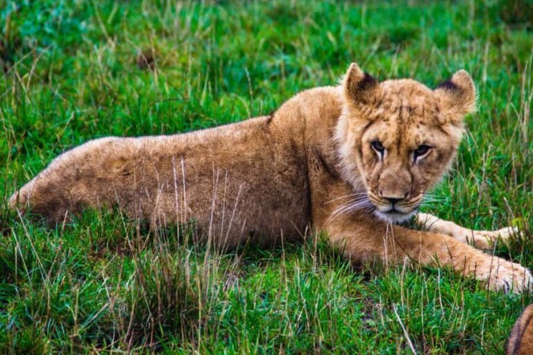 Tanzania: 6-Day Luxury Lodge Safari - A Detailed Look at the Itinerary