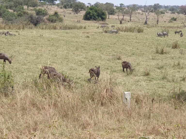 Tanzania: 6-Day Luxury Safari to Serengeti and Ngorongoro - The Value and Experience