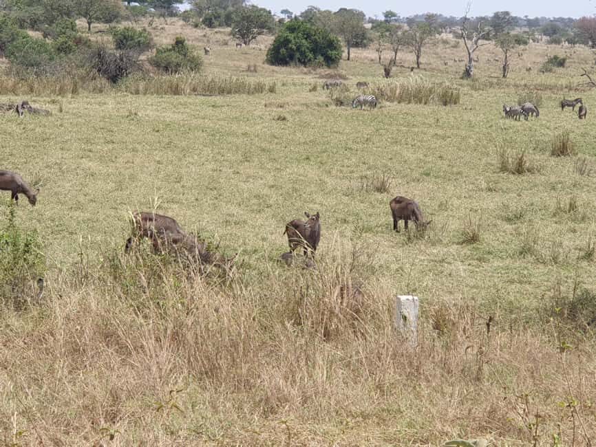 Tanzania: 6-Day Luxury Safari to Serengeti and Ngorongoro - The Value and Experience