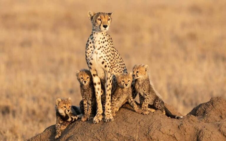 Tanzania: 6 Days Wildlife & Culture Safari Adventure - Transportation, Accommodation, and Group Size