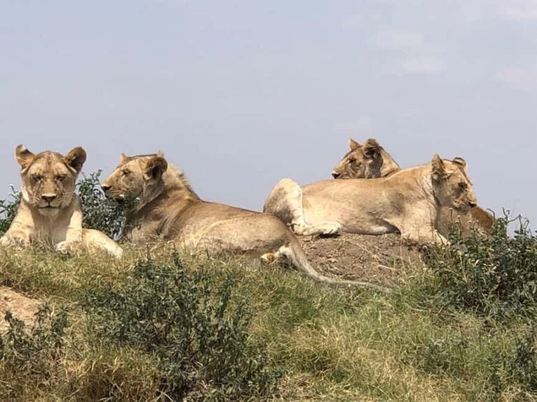 Tanzania: 7-Day Budget Lodge Safari with Accommodations - Highlights of the Safari